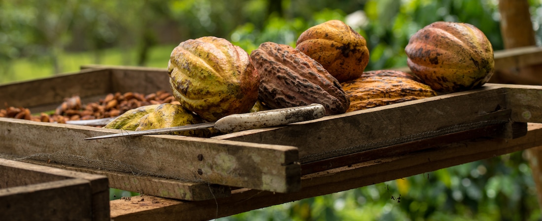 culture cacao costa rica activite is costa rica decouverte