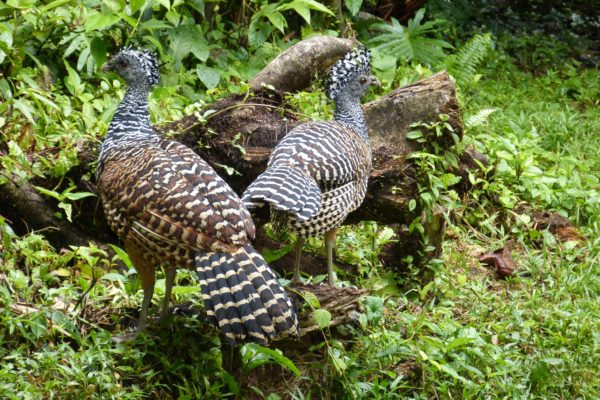 tortuguero dinde tortoise costa rica decouverte
