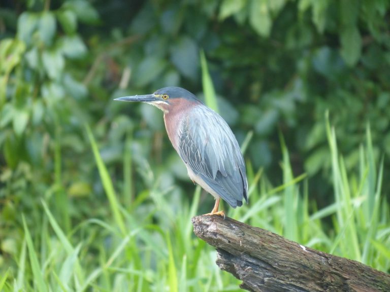 tortuguero even virescens costa rica decouverte