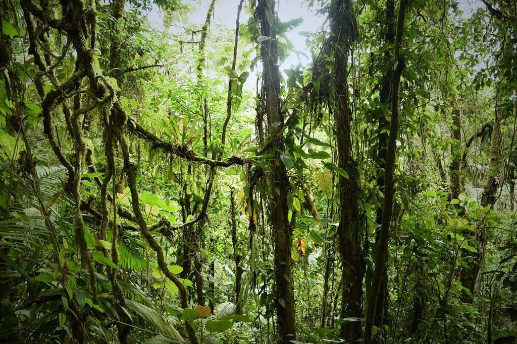 arenal jungle costa rica decouverte