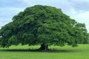 foret seche tropical arbre guanacaste costa rica decouverte