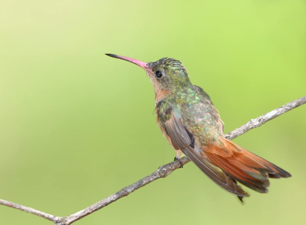 foret-seche-tropical-colibri-cannelle-costa-rica-decouverte