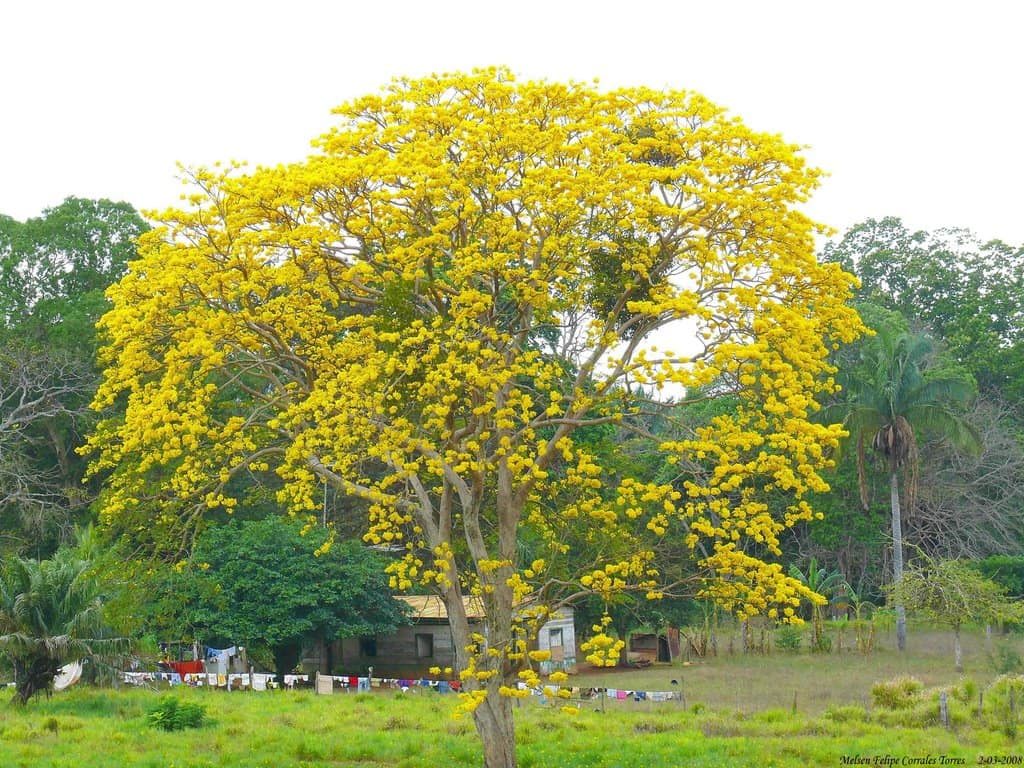 foret-seche-tropical-cortes-amarillo-costa-rica-decouverte