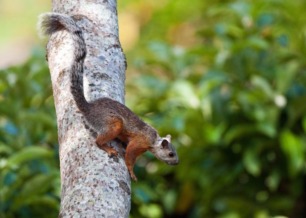 foret seche tropical ecureuil panache costa rica decouverte