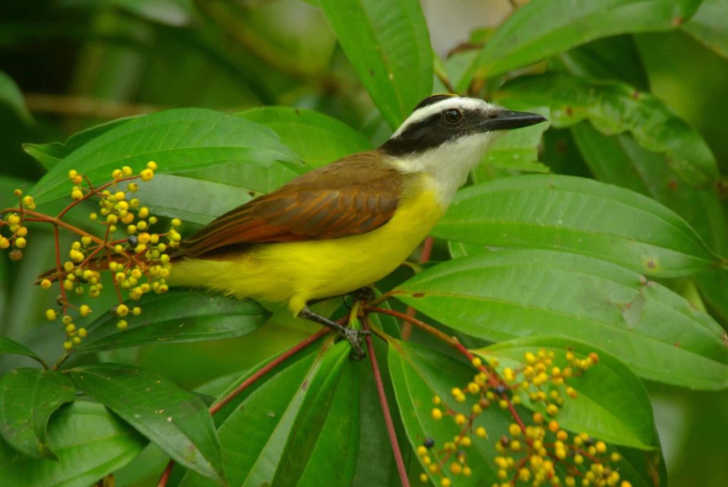foret-seche-tropical-grand-kiskadee-costa-rica-decouverte