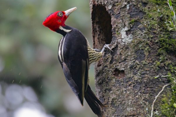 foret-seche-tropical-pic-bec-pale-costa-rica-decouverte