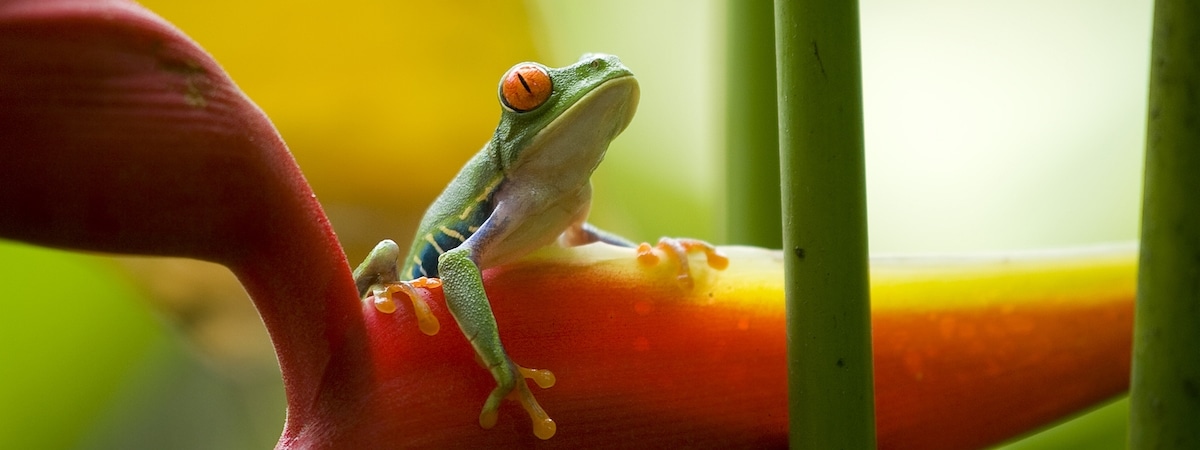 faune grenouille heliconia is