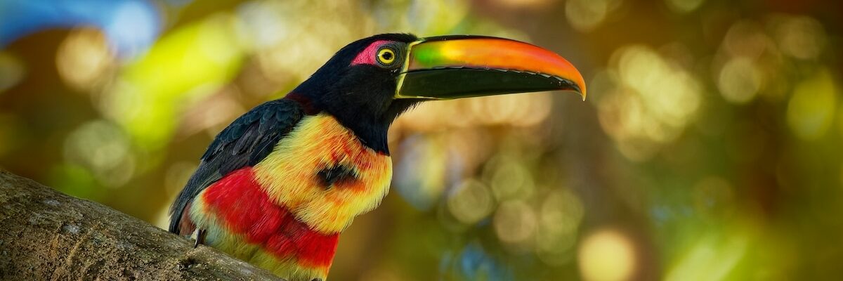 faune toucanet rouge jaune is costa rica copie