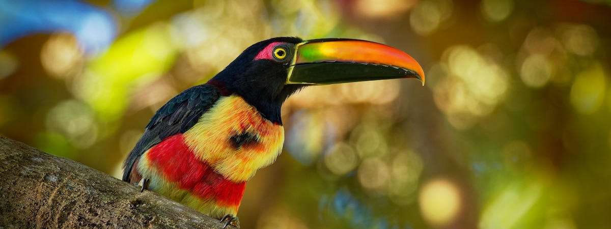 faune toucanet rouge jaune is costa rica copie