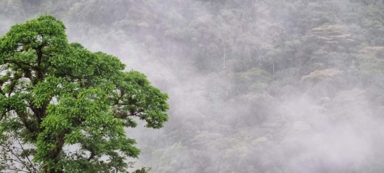 Foret de nuages Costa Rica Découverte 1