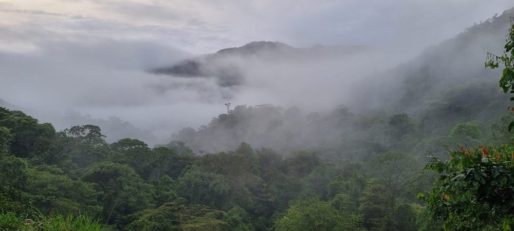 Bosque Eterno de los Ninos 1 Costa Rica Decouverte scaled