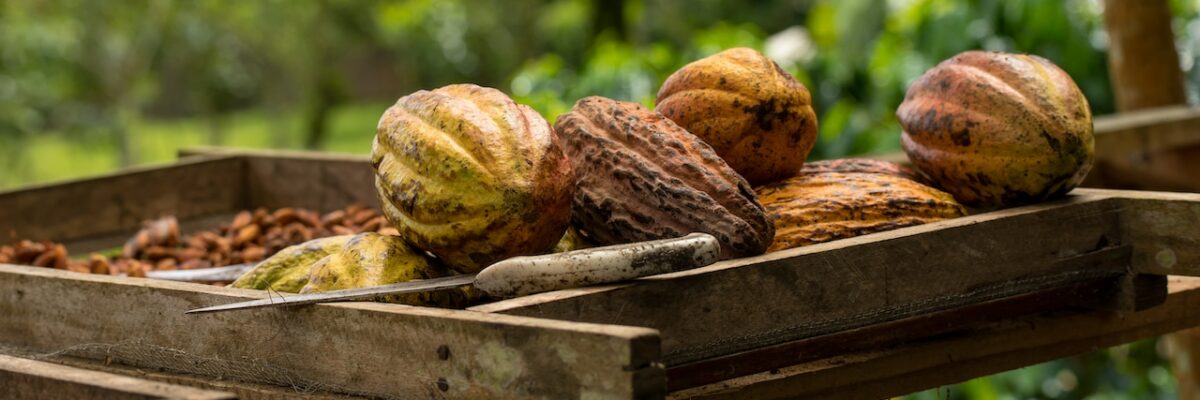 culture cacao cabosse