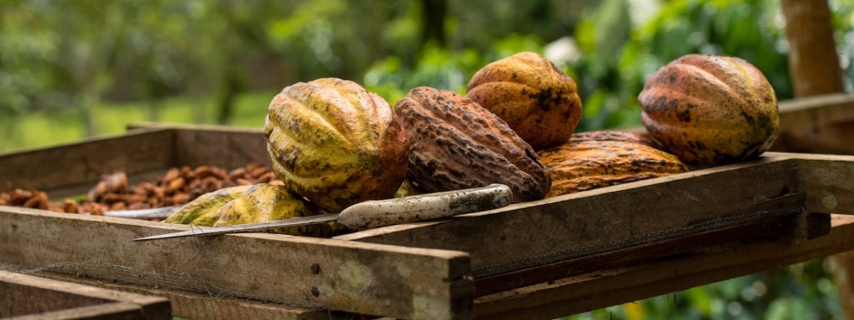 culture cacao cabosse