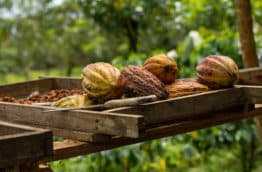 Découvrir le Costa Rica en novembre décembre