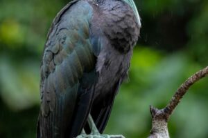 ibis vert Mesembrinibis cayennensis cano negro