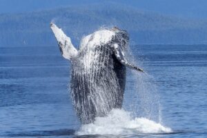 faune baleine a bosses uvita PX 1