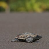 faune bebe tortue is costa rica decouverte