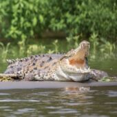 faune crocodile px riviere costa rica decouverte