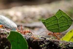 faune fourmis coupeuses feuilles is costa rica decouverte