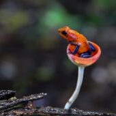 faune grenouille champignon costa rica is