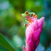 faune grenouille yeux rouge heliconia ros is