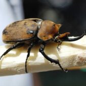 faune insecte scarabee rhinoceros px costa rica decouverte