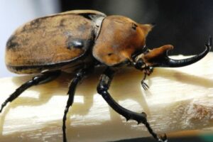 faune insecte scarabee rhinoceros px costa rica decouverte