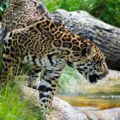 faune jaguar costa rica riviere px