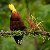 faune oiseau oropendola couple is costarica decouverte