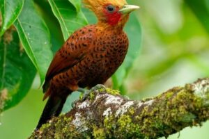 faune oiseau pic roux Chestnut colored woodpecker is costarica decouverte