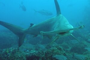 faune requin marteau isla coco is