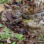faune serpent boa constrictor is