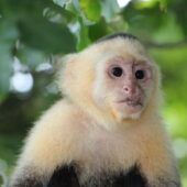faune singe capucin face px