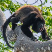 faune singe hurleur branche seul px costa rica decouverte