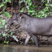faune tapir px corcovado