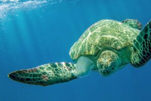 faune tortue caouanne caretta is costa rica