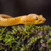 faunne serpent Vipere de Schlegel is costarica decouverte
