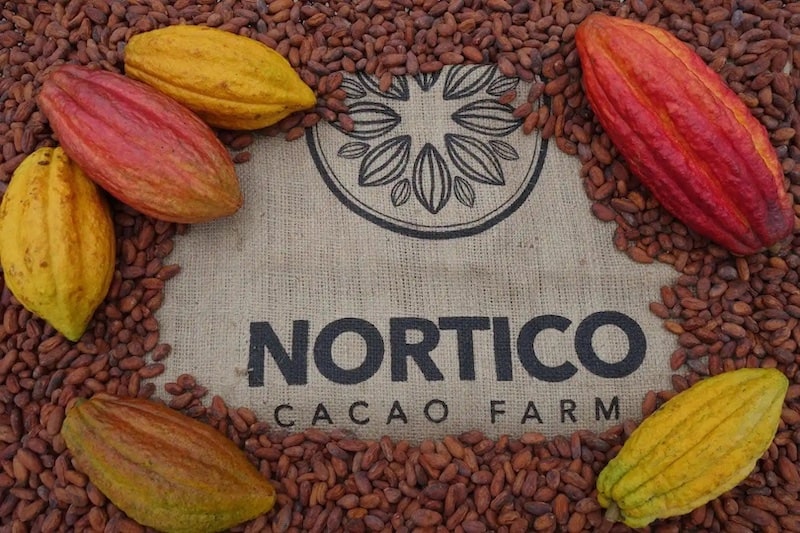 Cacao nortico costa rica