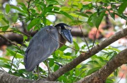Quels oiseaux peut-on observer au Costa Rica ?