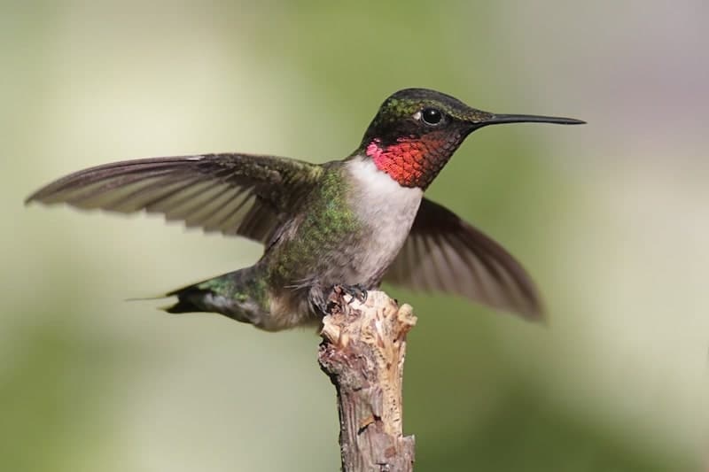 faune colibri gorge rubis is