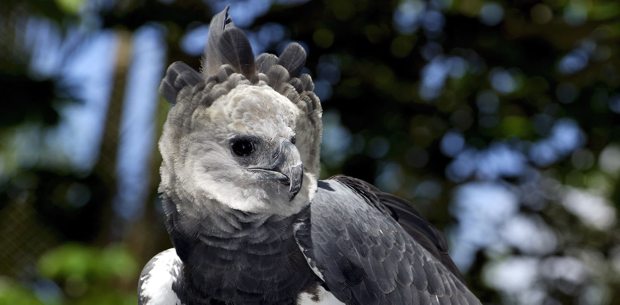 faune iguane px copie