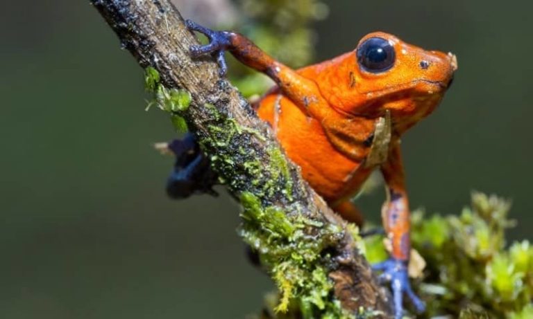 faune dendrobate Oophaga pumilio blue jean is costa rica decouverte