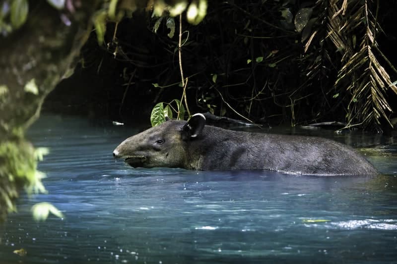 faune tapir tenorio is