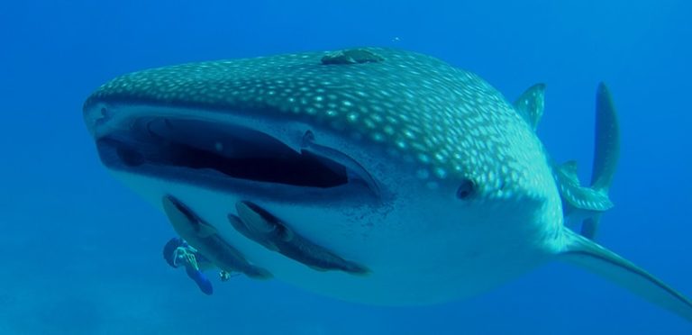 Faune requin baleine cano pirate cove