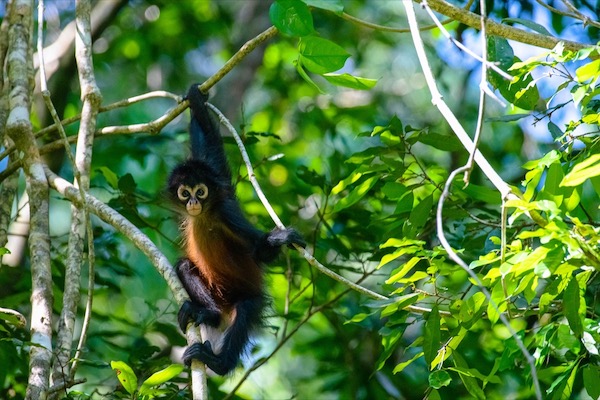 faune singe araignee bebe is costa rica decouverte