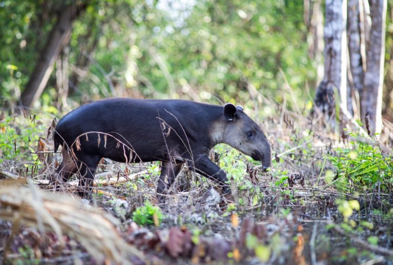 Tapir dans une forêt au Costa Rica