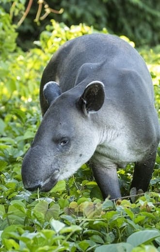 faune tapir vert is