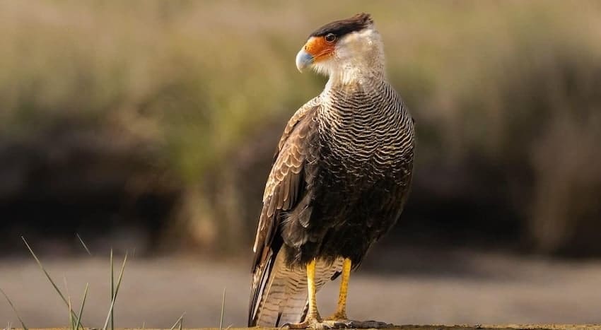 Faune oiseaux caracara cheriway px 1