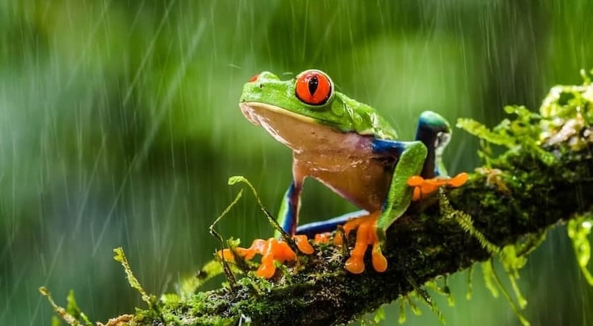 faune grenouille yeux rouges pluie is costa rica decouverte 1