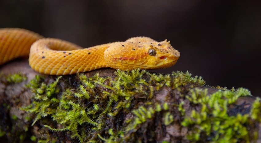 faune serpent Vipere de Schlegel is costarica decouverte 1